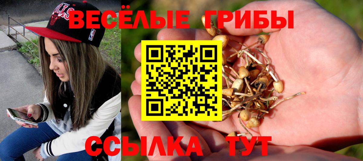 Галлюциногенные грибы Psilocybe Котовск